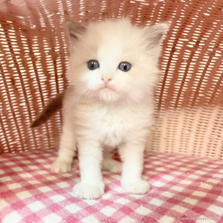 ブリーダー画像