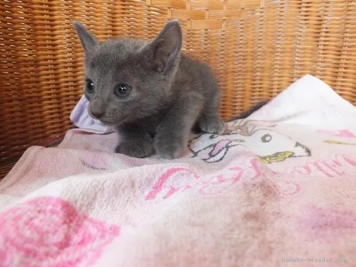 在新宿 様のお迎えした子猫