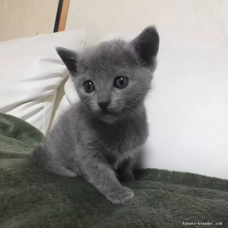 ID:2403-00263の子猫