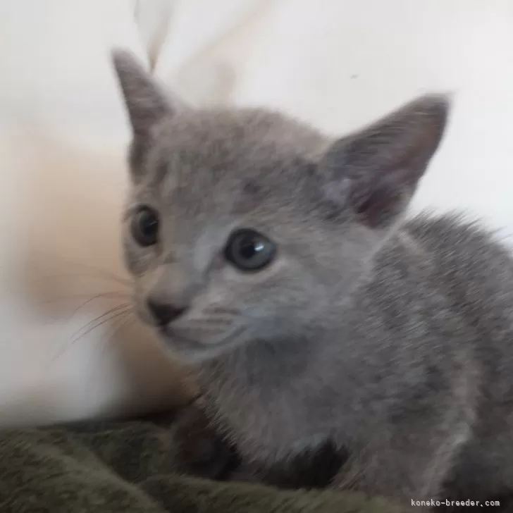 ID:2410-01398の子猫