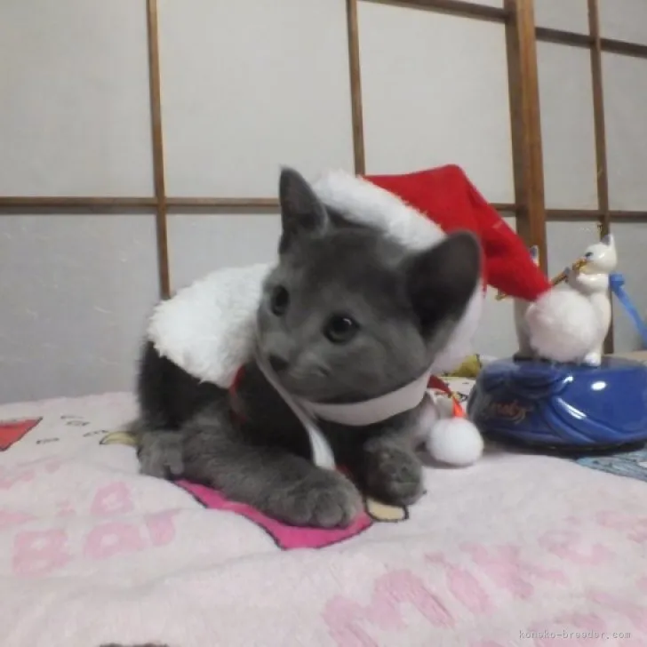 ID:2310-01284の子猫