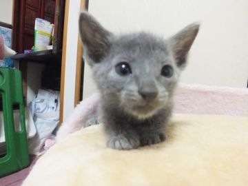 ロシアンブルー【静岡県・女の子・2015年6月15日・ブルー（短毛種、ダブルコートで毛抜少）】の写真「メロメロかわいい女の子」