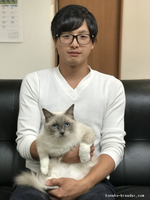 是非、可愛い猫ちゃん達に会いに来てくださいね！｜甲斐　宗一郎(かい　そういちろう)ブリーダー(栃木県・ラグドールなど・KCP登録)の紹介写真3