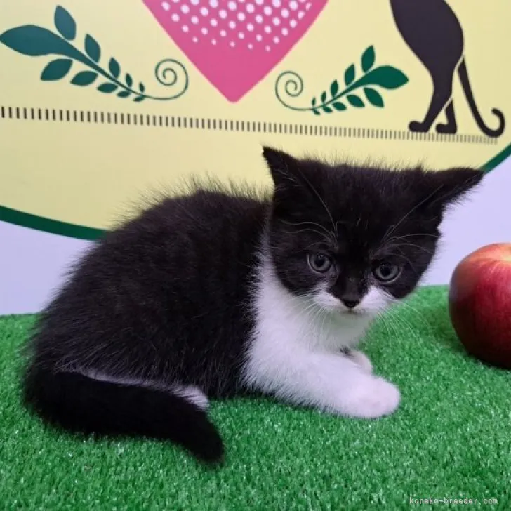 ID:2304-02190の子猫