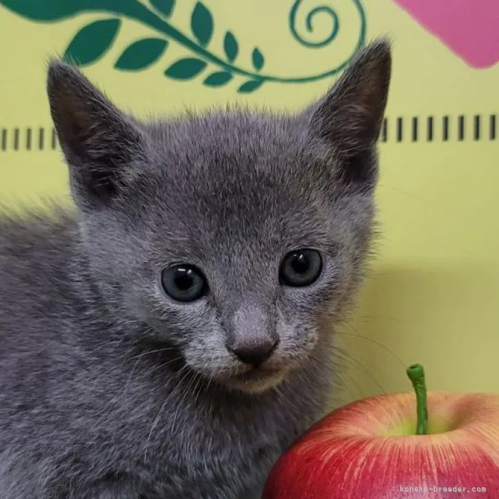 ID:2210-02572の子猫