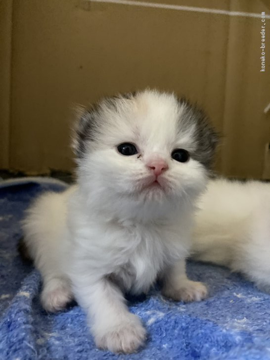 ドヤ顔だけど 松村亜耶ブリーダー みんなの子猫ブリーダー