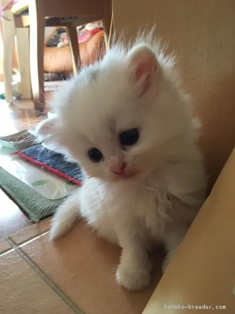 ID:1608-00061の子猫
