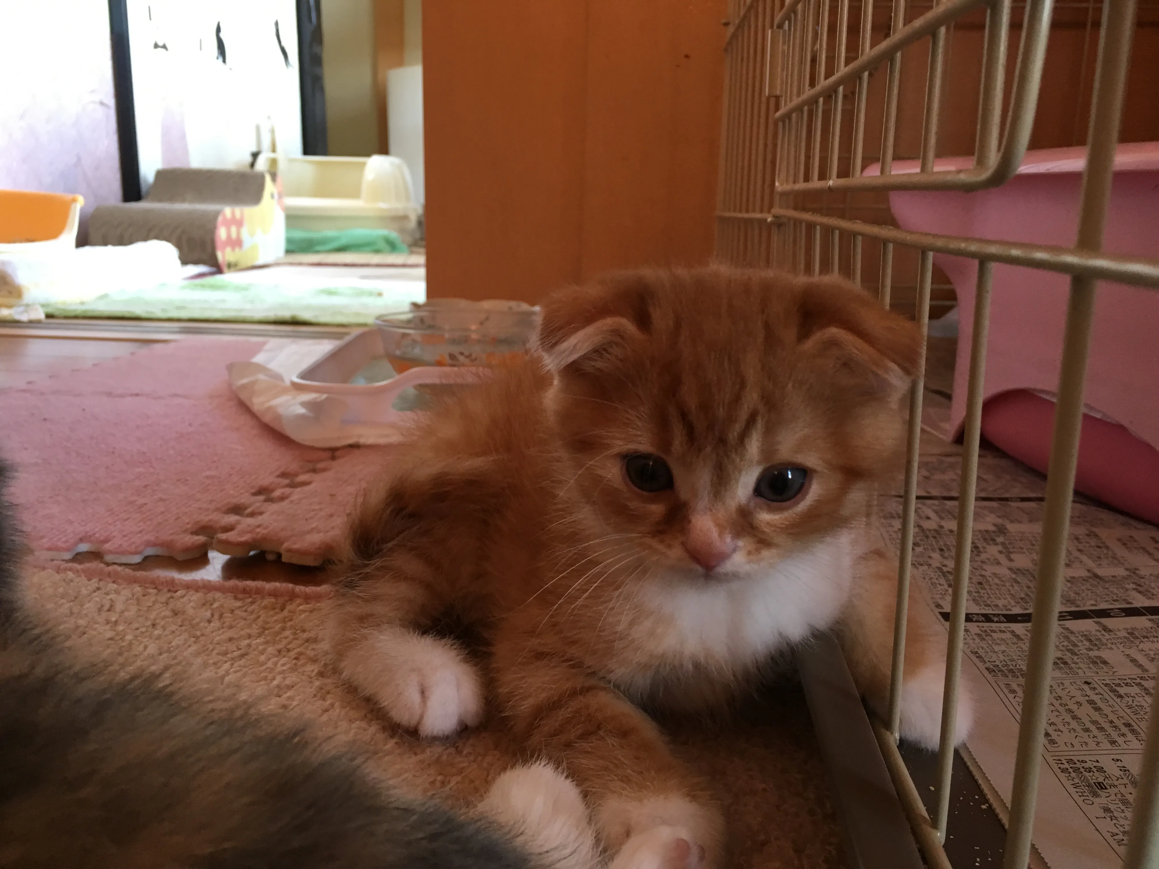 ID:1608-00029の子猫