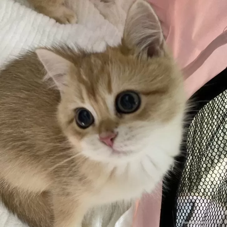 ID:2411-00054の子猫