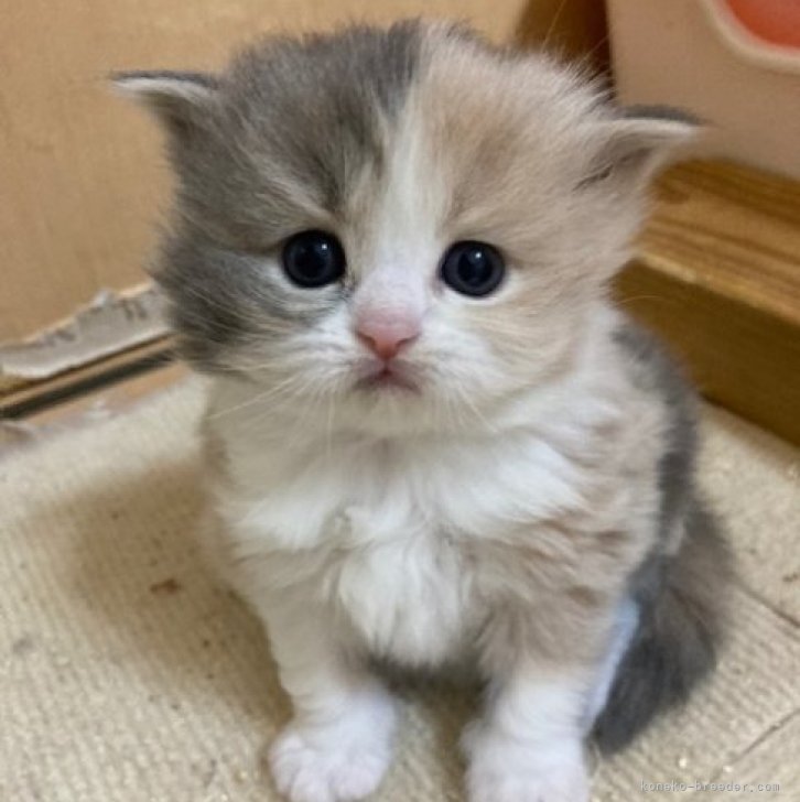 猫 スコティッシュフォールド ハチワレ 八割れ ストラップ にゃんこ