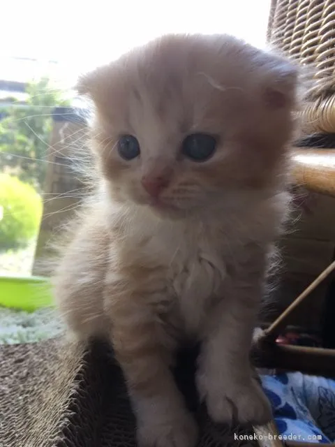 ID:1609-00278の子猫