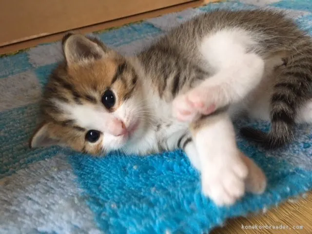 ID:1608-00028の子猫