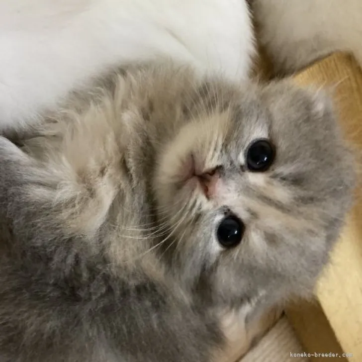 ID:2309-01272の子猫