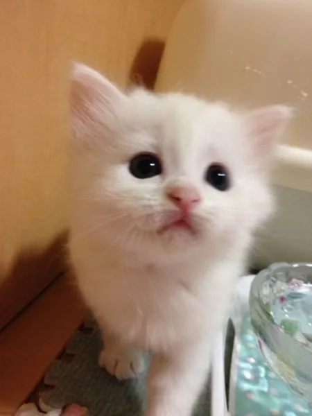 ID:1506-00226の子猫
