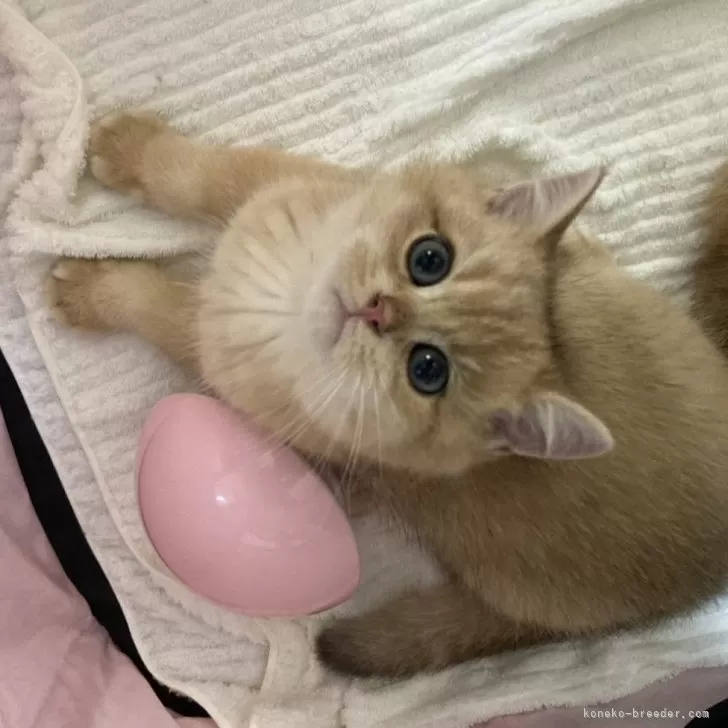 ID:2411-00049の子猫