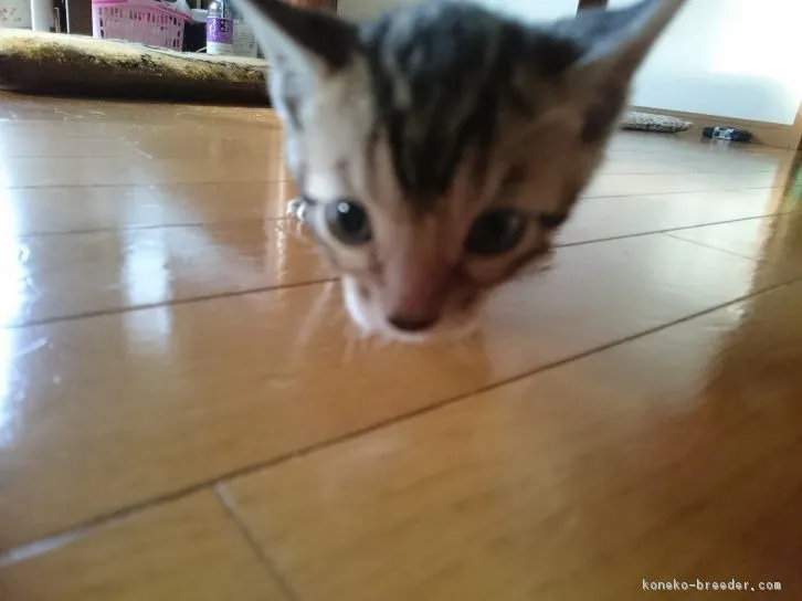 ID:1606-00120の子猫