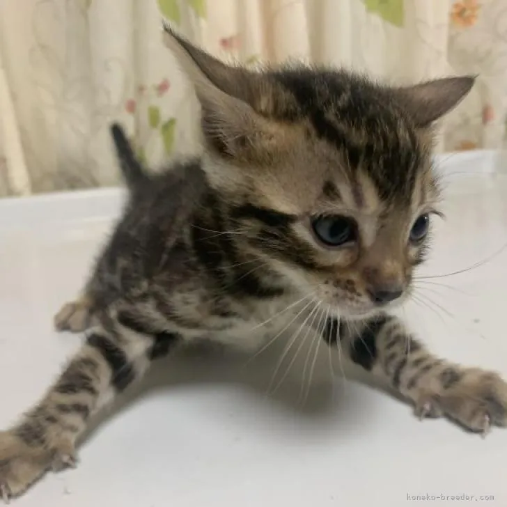 ID:2212-00371の子猫