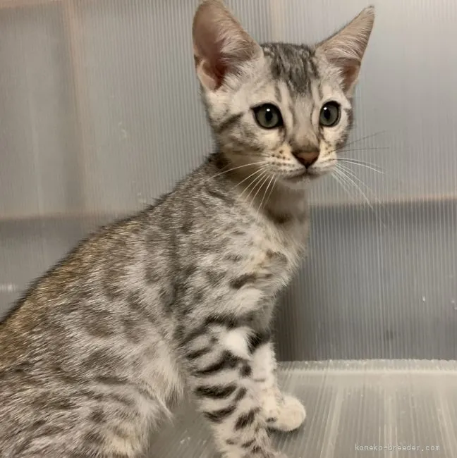 ID:2003-01666の子猫