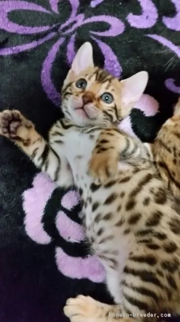 ID:1611-00548の子猫