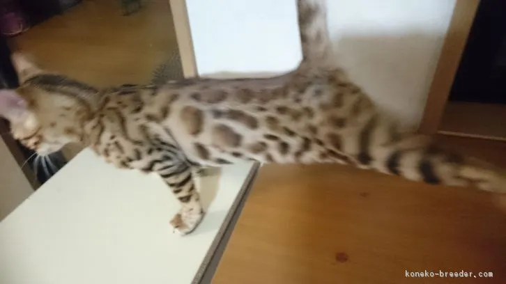 ID:1610-00687の子猫