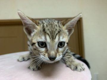 ベンガル【滋賀県・女の子・2019年9月16日・ブラウンスポテットタビー】の写真「明るいカラーの女の子」