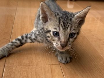 ベンガル【滋賀県・男の子・2020年8月26日・ブラウンスポテットタビー】の写真「可愛い男の子。」