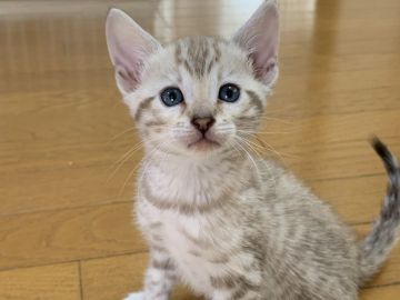 ベンガル【滋賀県・女の子・2021年1月28日・シールミンクスポテットタビー】の写真「希少カラー」