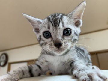 ベンガル【滋賀県・女の子・2019年8月28日・シルバースポテットタビー】の写真「元気な女の子」