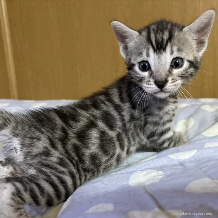 ID:2503-00361の子猫