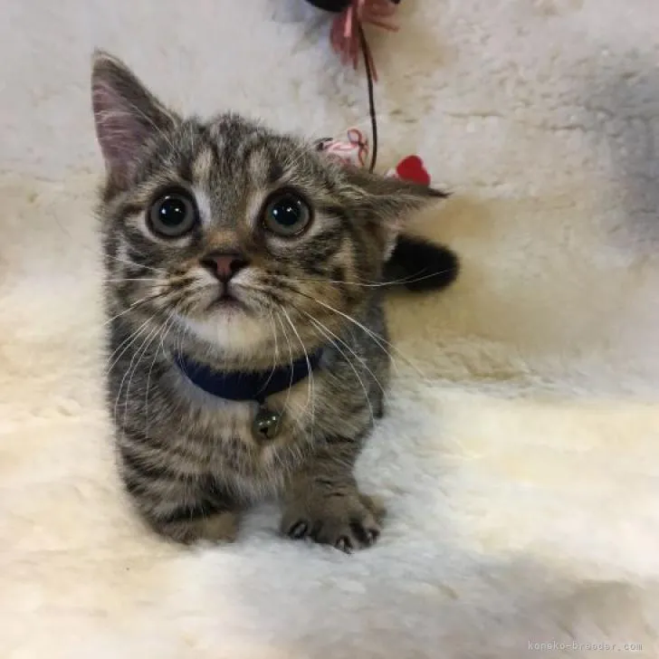 ID:2208-02421の子猫