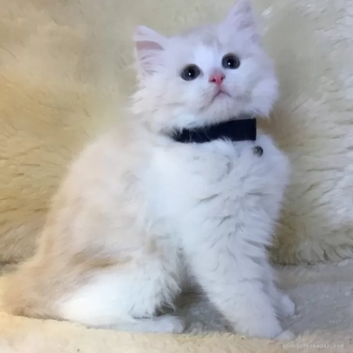 ID:2502-00112の子猫