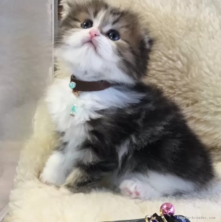ID:2503-00404の子猫