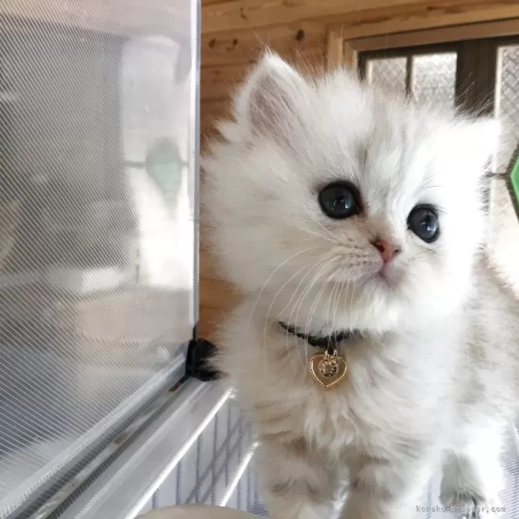ID:2503-02528の子猫