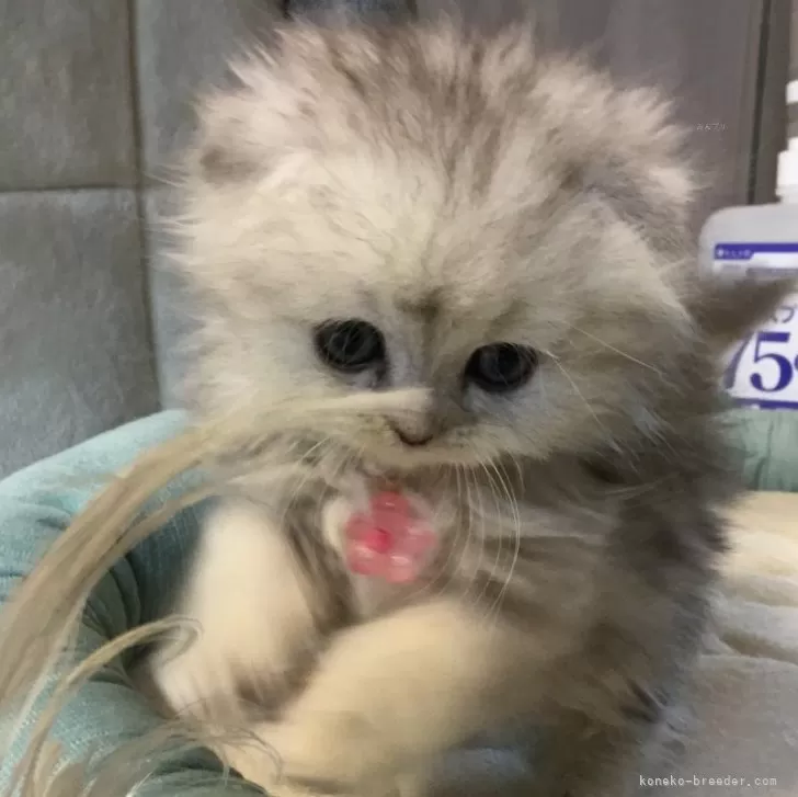ID:2501-02295の子猫
