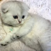 ミヌエット(長足)