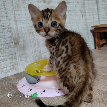 ベンガル【長野県・男の子・2021年3月16日・ブラウンスポテットタビー】の写真「甘えん坊の男の子」