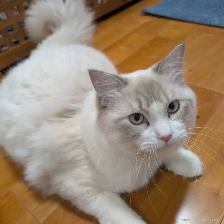 ID:2407-02409の子猫