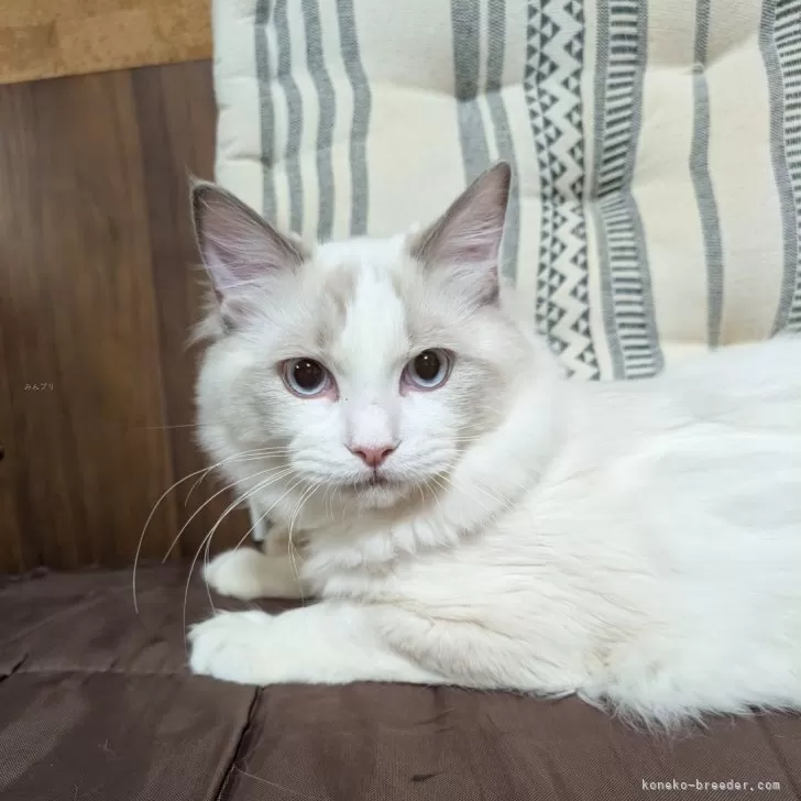 ID:2407-02412の子猫
