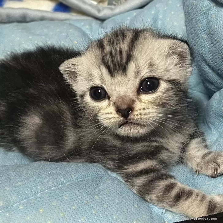 りな 様のお迎えした子猫