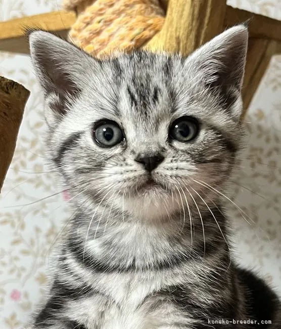 ID:2212-00546の子猫
