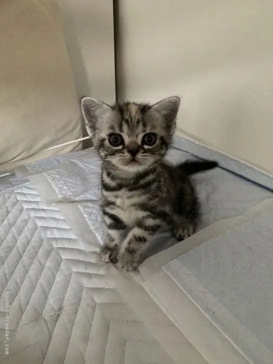 ID:2108-01992の子猫