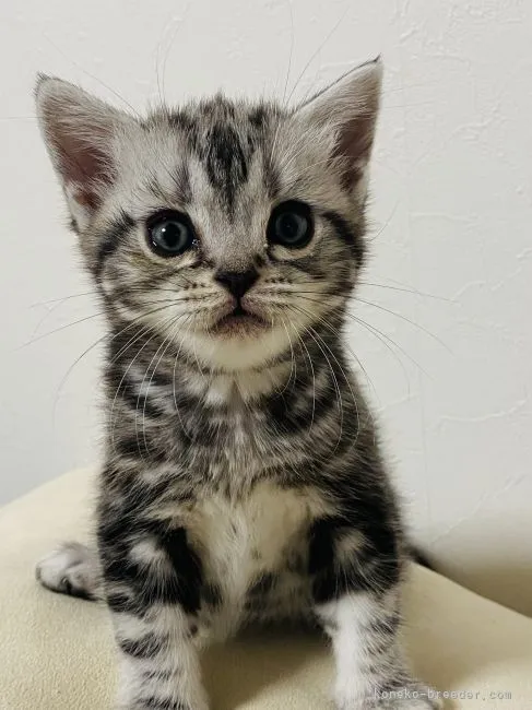 ID:2110-00706の子猫