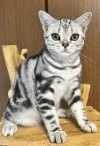 アメリカンショートヘア【福岡県・女の子・2023年4月6日・シルバータビー】の写真3「8.16撮影。やっぱり美人さんです^_^」