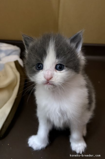 工藤友子ブリーダーのブログ：12月7日生まれの子猫達