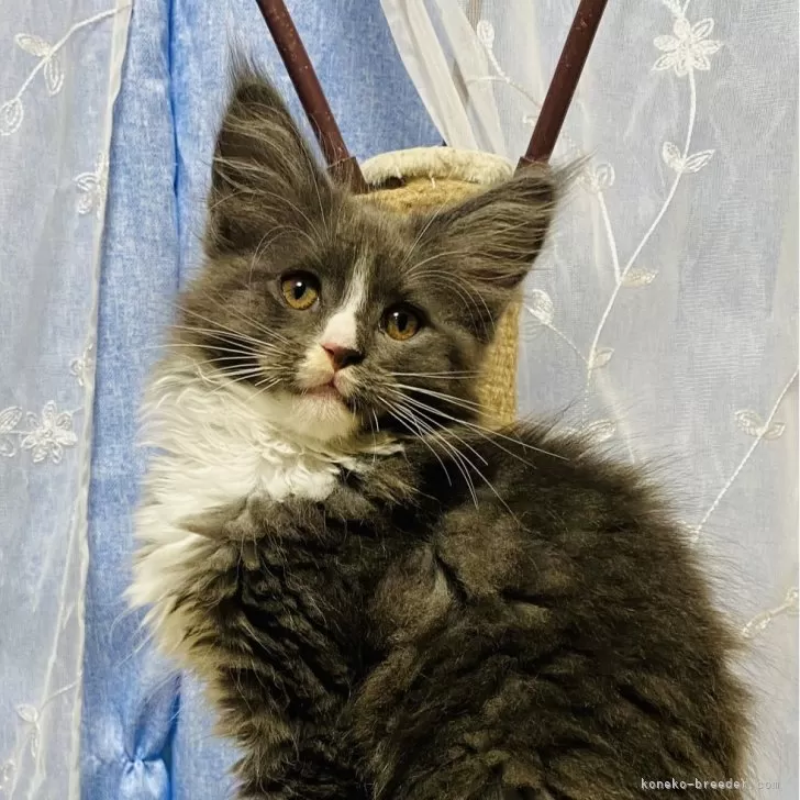 ID:2410-00773の子猫