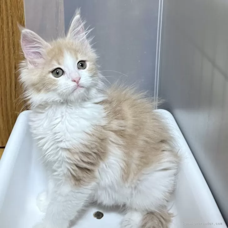 ID:2504-00817の子猫