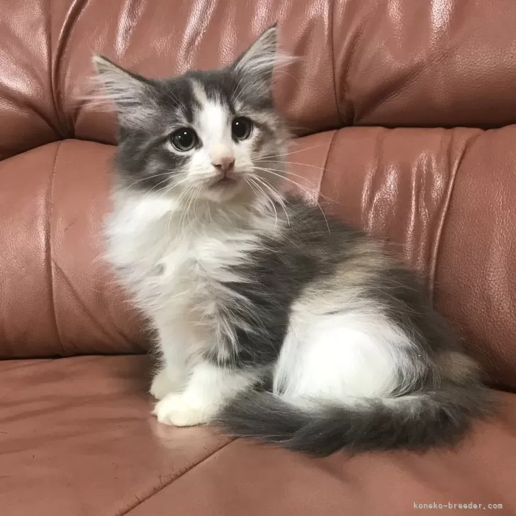 ID:2410-00883の子猫
