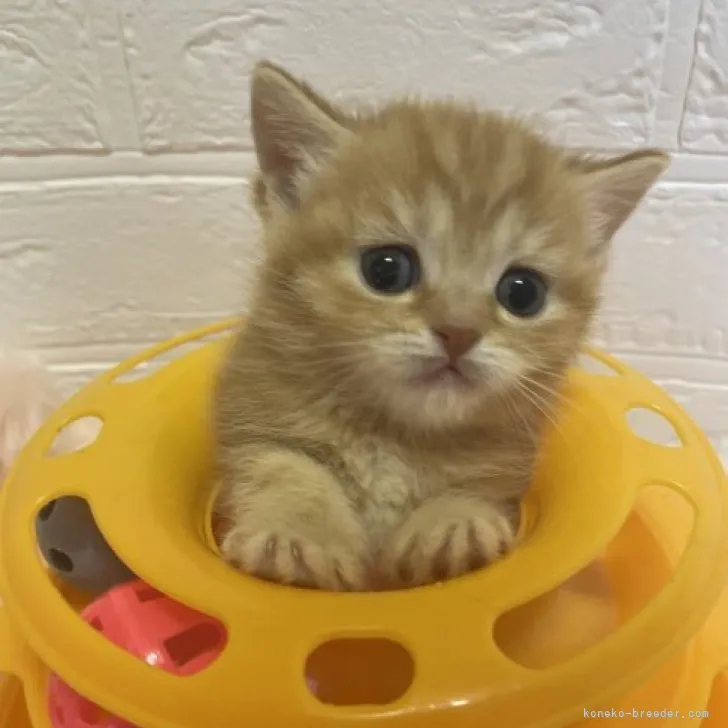ID:2305-01600の子猫