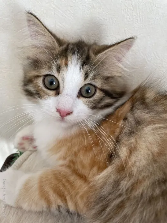 ID:2108-01115の子猫