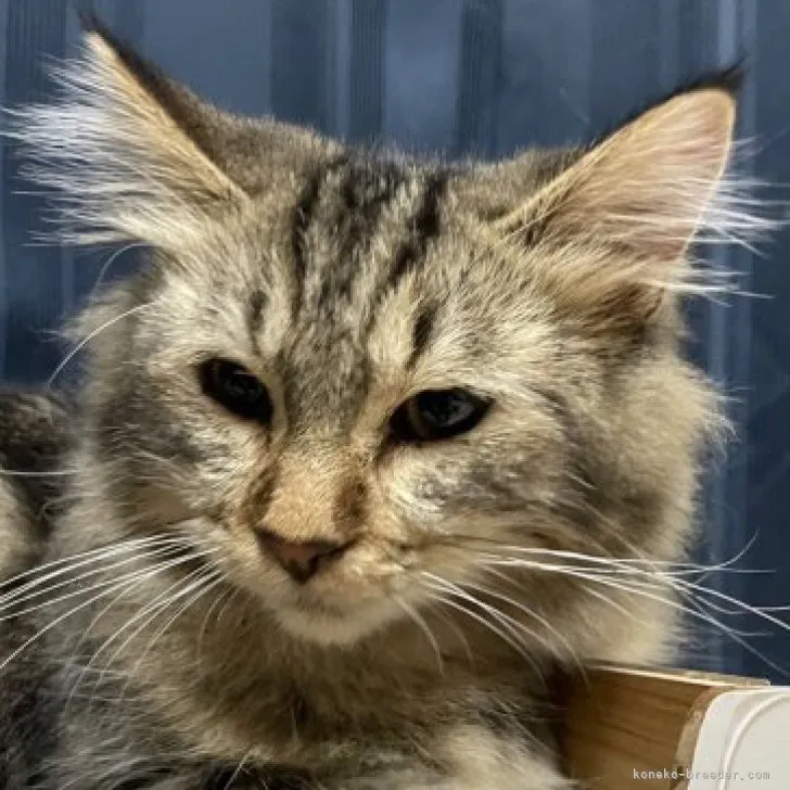 ID:2305-02207の子猫